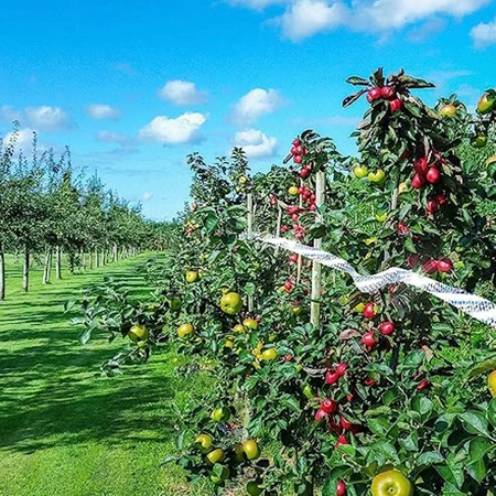 ODSTRASZACZ PTAKÓW taśma odblaskowa 50m odstraszająca ptaki gołębie kruki